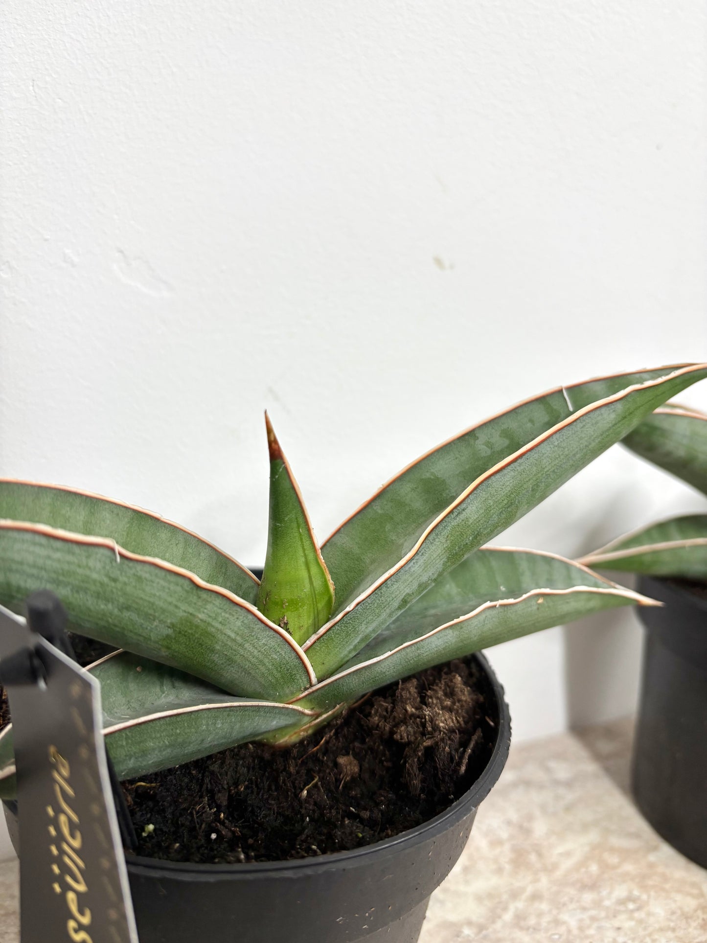 Sansevieria Almond Silver