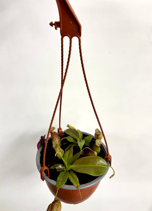 Pitcher plant