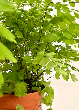 Adiantum Fragrans Fern