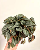 Peperomia Napoli Nights