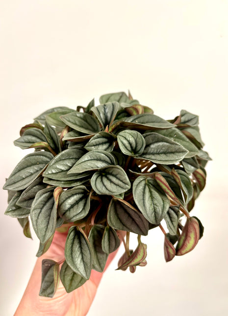 Peperomia Napoli Nights