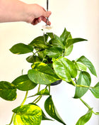 Epipremnum Aureum