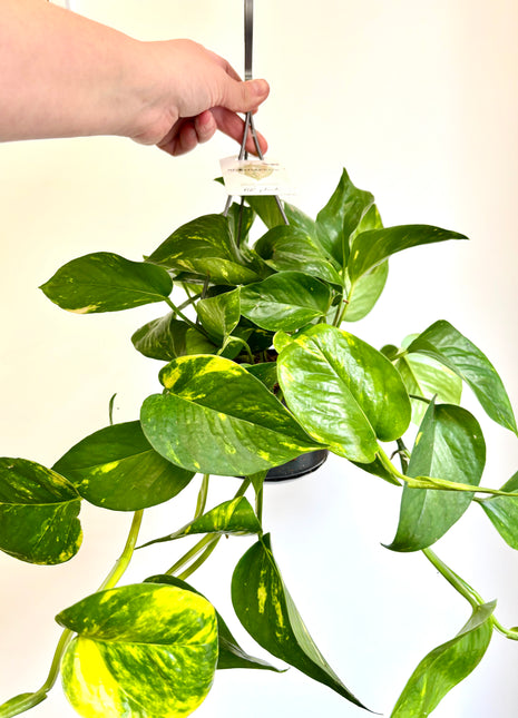 Epipremnum Aureum