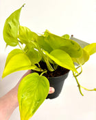 Epipremnum Champs Elysees