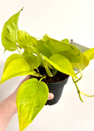 Epipremnum Champs Elysees