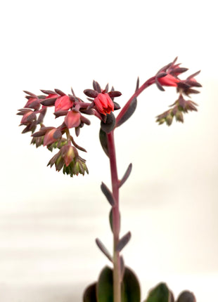 Echeveria Blue Prince
