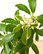 Schefflera Arboricola Luseana