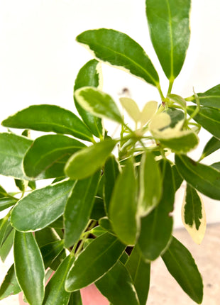 Schefflera Arboricola Luseana