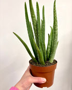 Aloe Vera