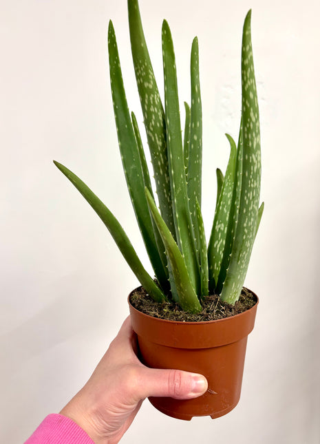 Aloe Vera