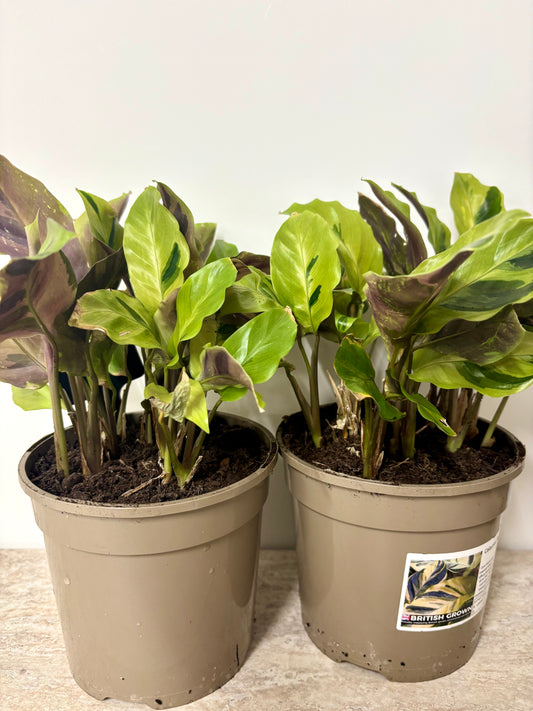 Calathea Yellow fusion