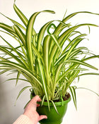 Chlorophytum Spider Plant