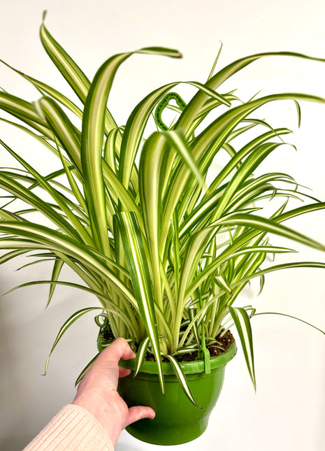 Chlorophytum Spider Plant