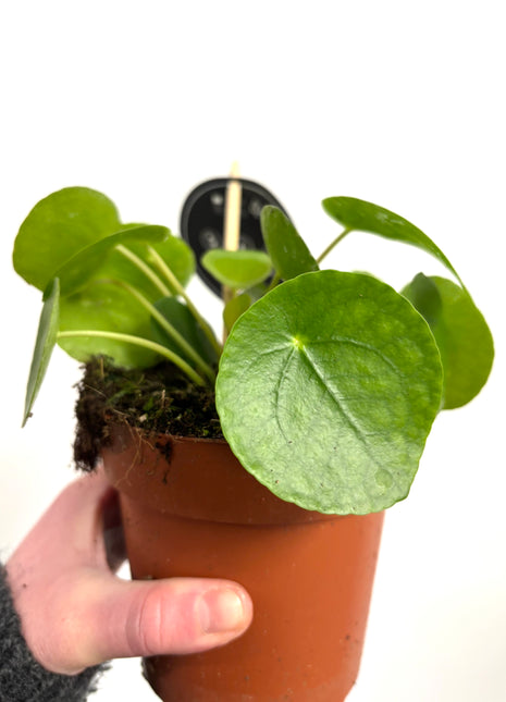 Pilea Peperomioides