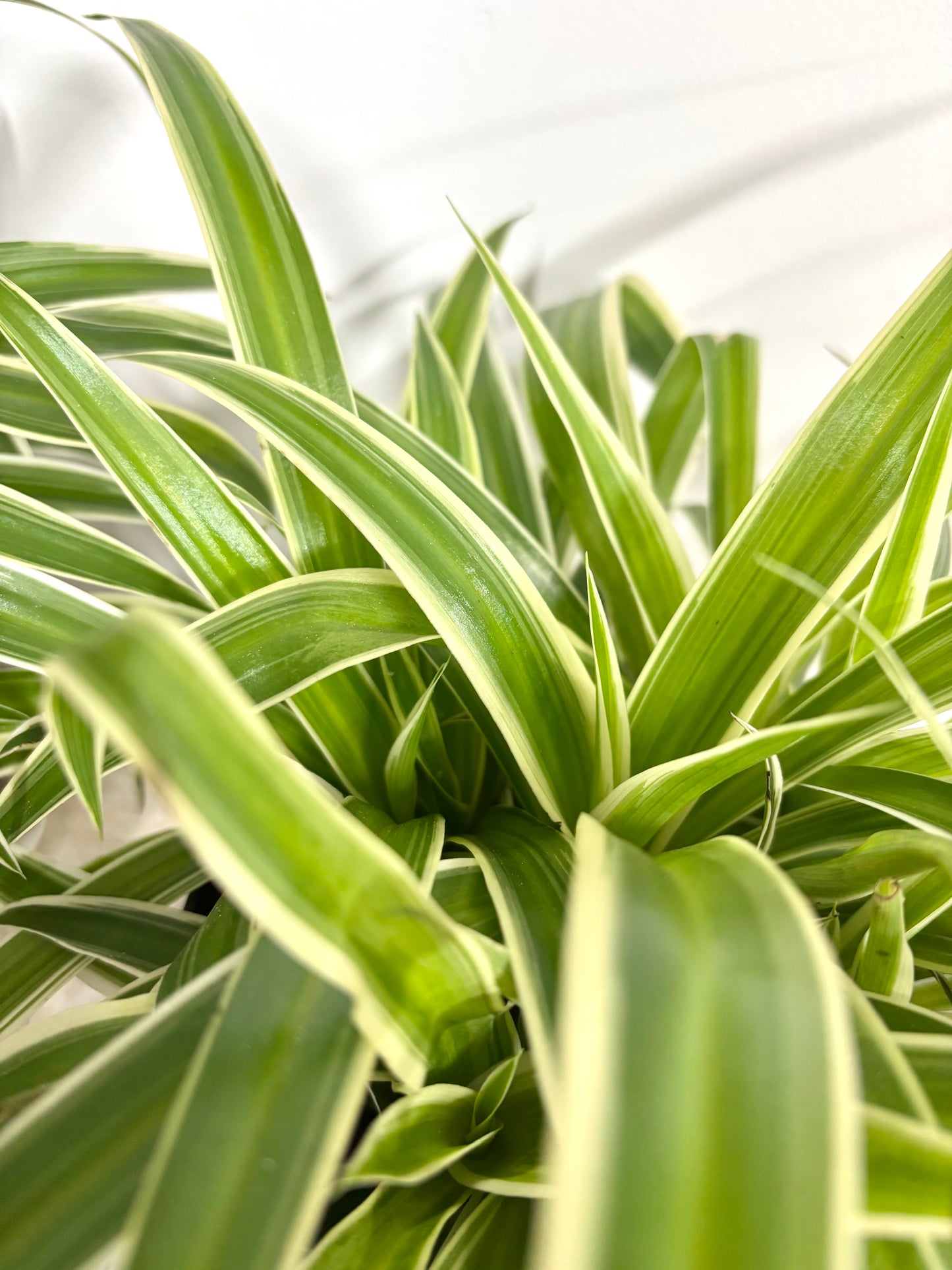 Spider Plant