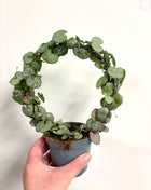 Ceropegia Variegata String of Hearts