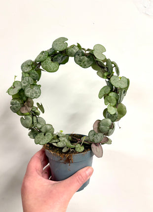 Ceropegia Variegata String of Hearts