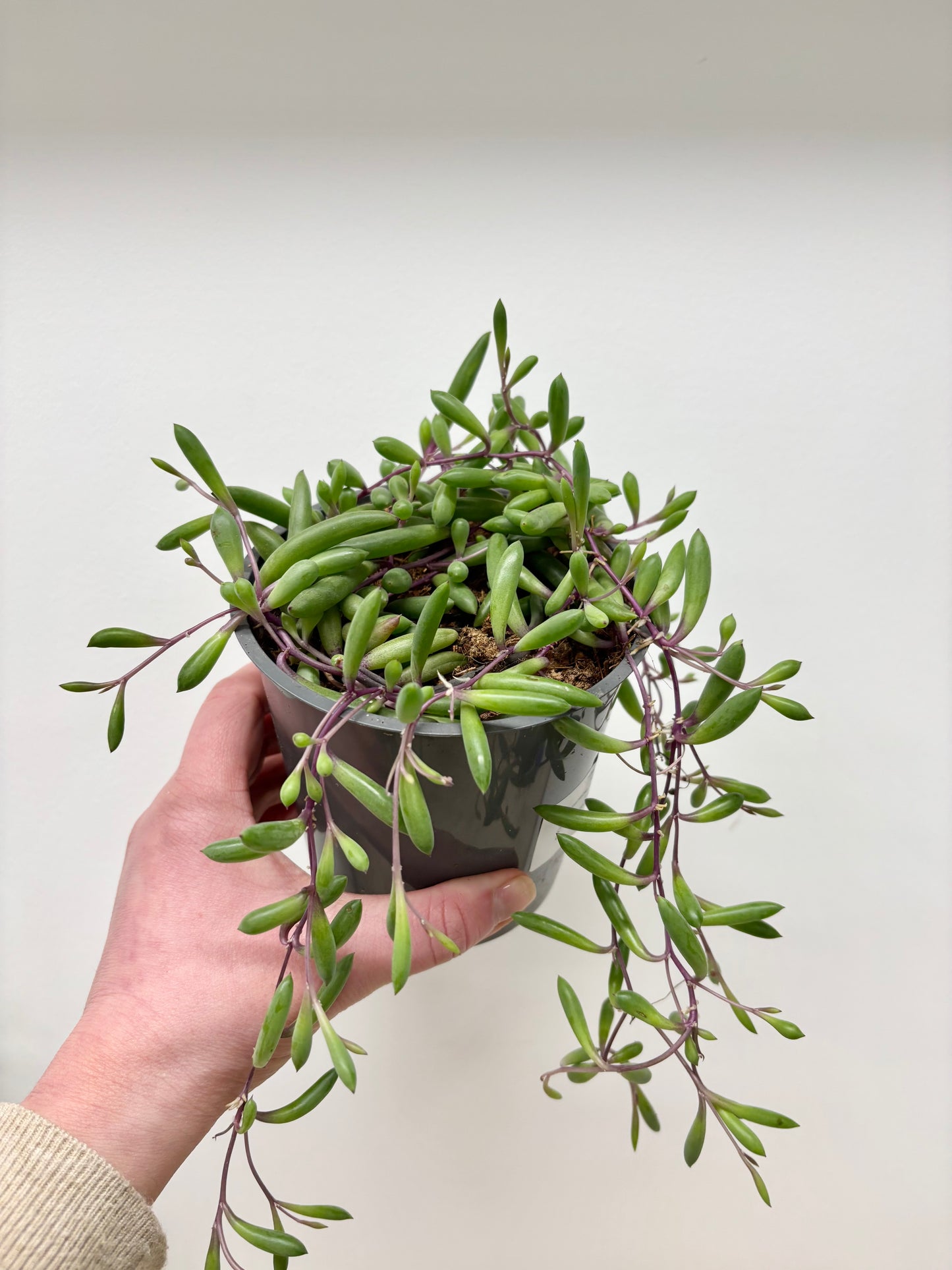 Senecio Purple Flush