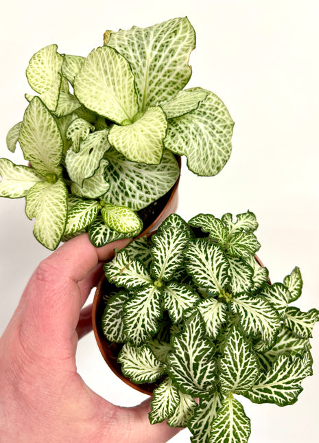 Fittonia White