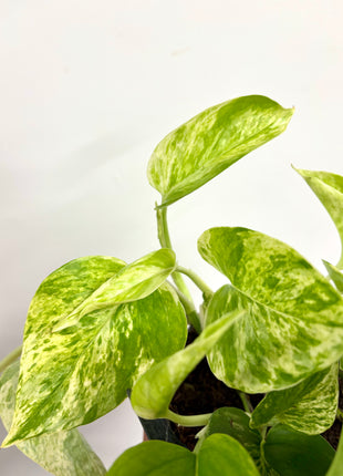 Epipremnum Marble Queen