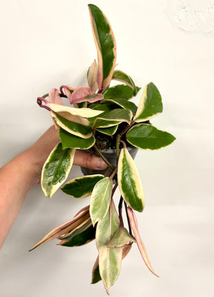 Hoya Pink Dream Flamingo