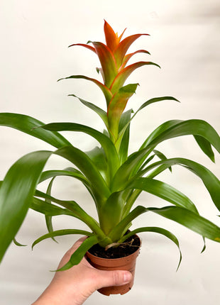Bromeliad Mixed