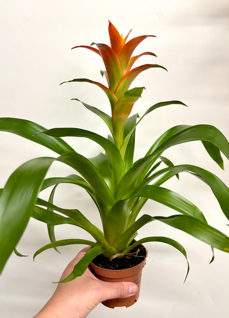 Bromeliad Mixed