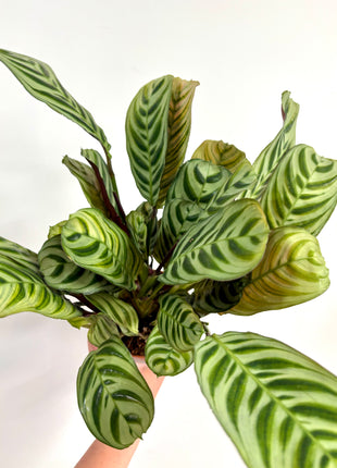 Ctenanthe Burle Marxii