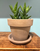 Terracotta Choco Grey Pot and Tray