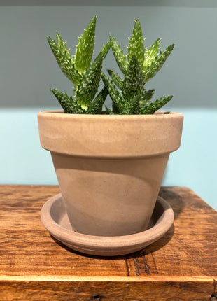 Terracotta Choco Grey Pot and Tray