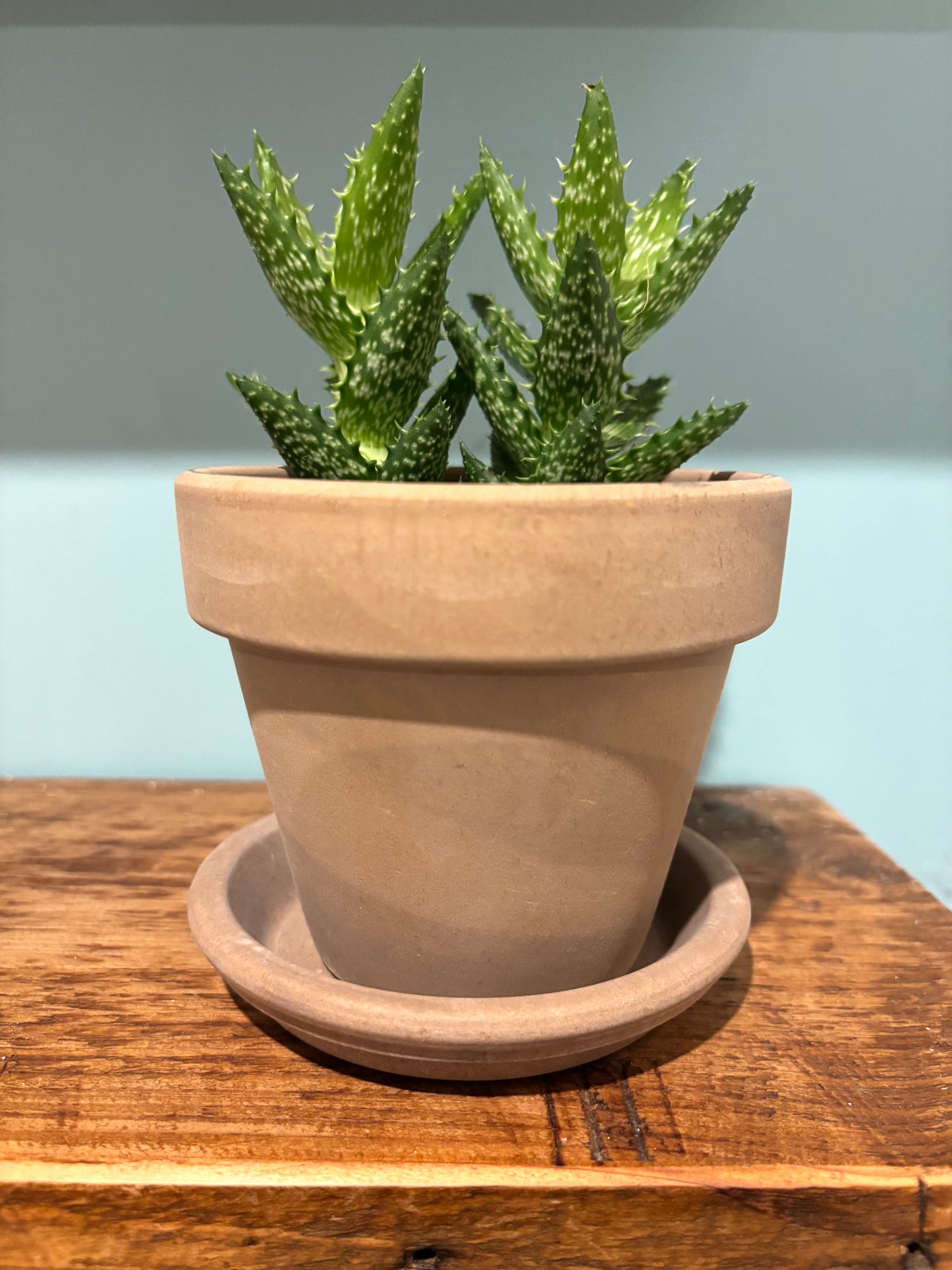 Terracotta Choco Grey Pot and Tray