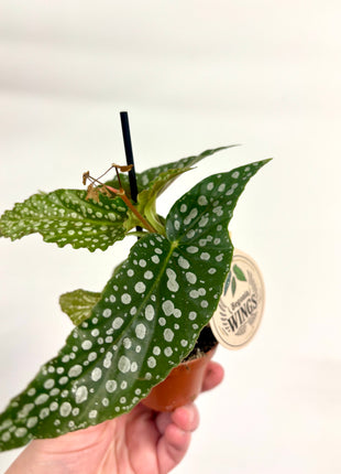 Begonia Maculata Wings Silverspot
