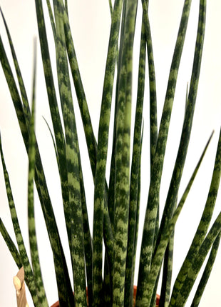 Sansevieria Fernwood Mikado