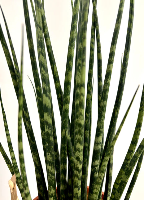 Sansevieria Fernwood Mikado