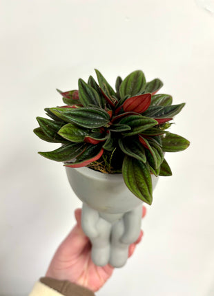 Sitting pots