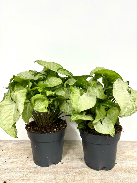 Syngonium White Butterfly