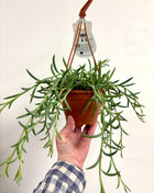 Senecio Fish hook