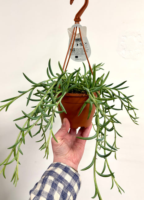 Senecio Fish hook