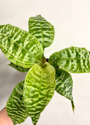 Dracaena Goldieana