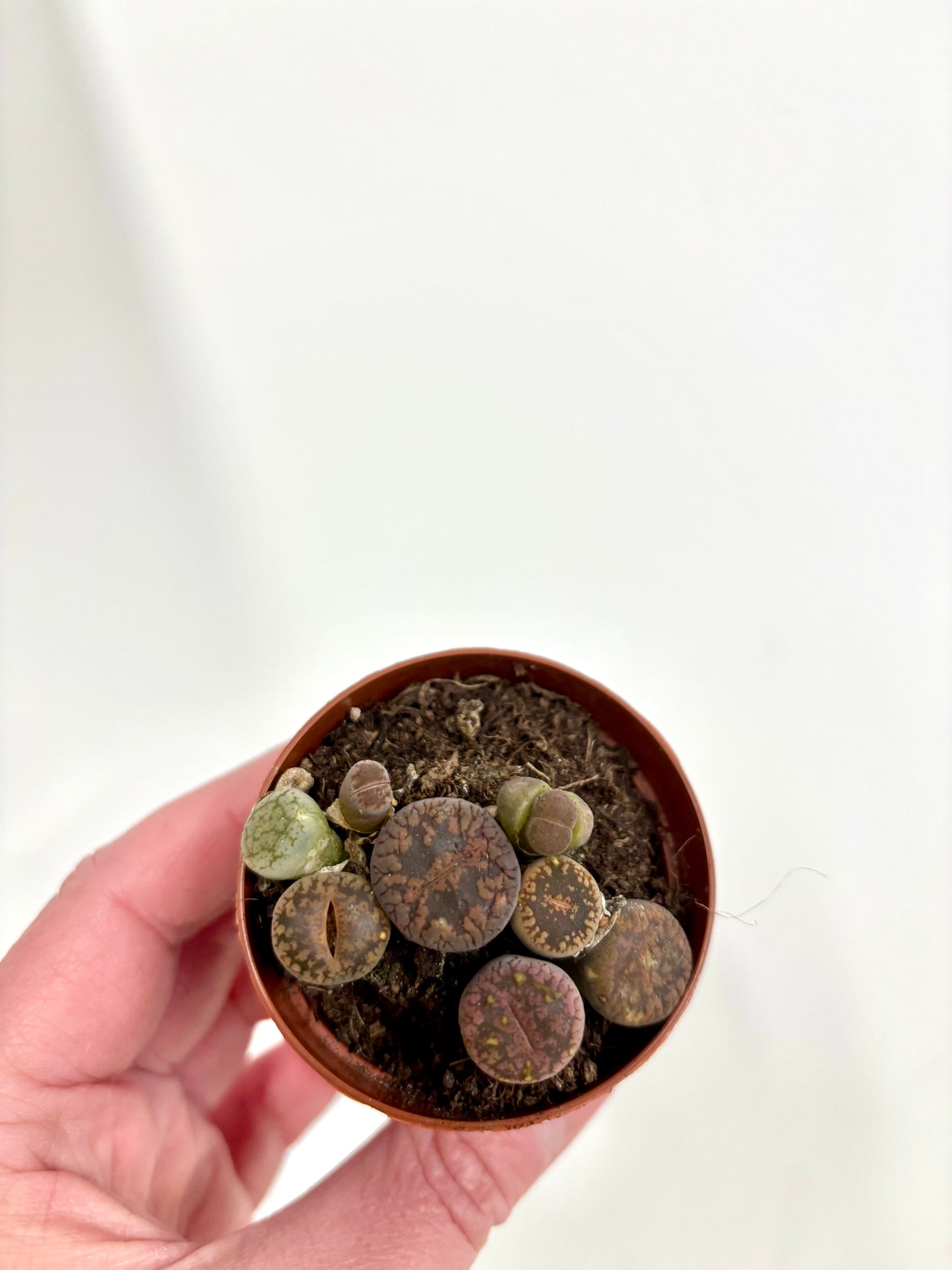 Lithops