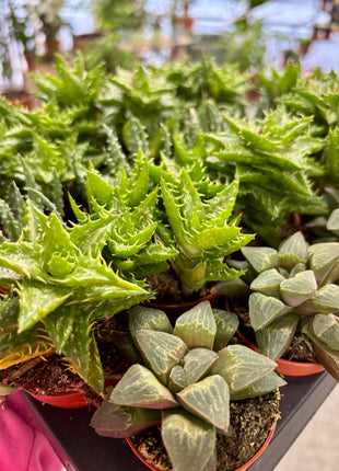Aloe varieties