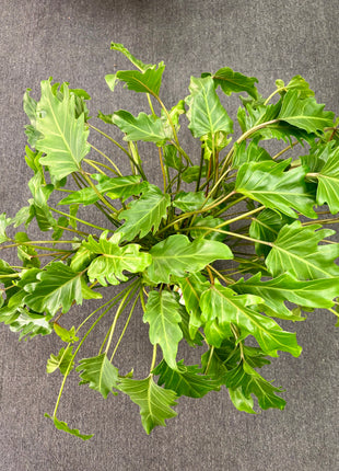 Philodendron Xanadu