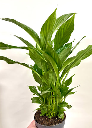 Spathiphyllum/ Peace Lily