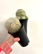 Mammillaria Lenta