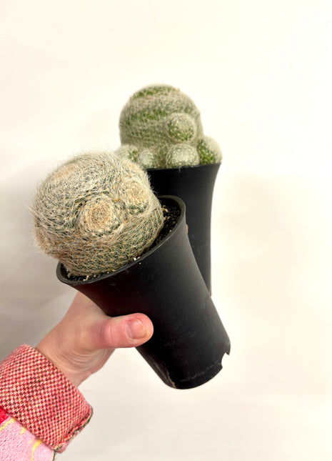 Mammillaria Lenta