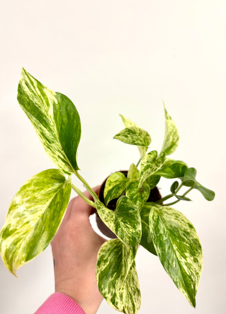 Epipremnum Marble Queen