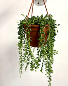 Senecio Herreianus/Tears