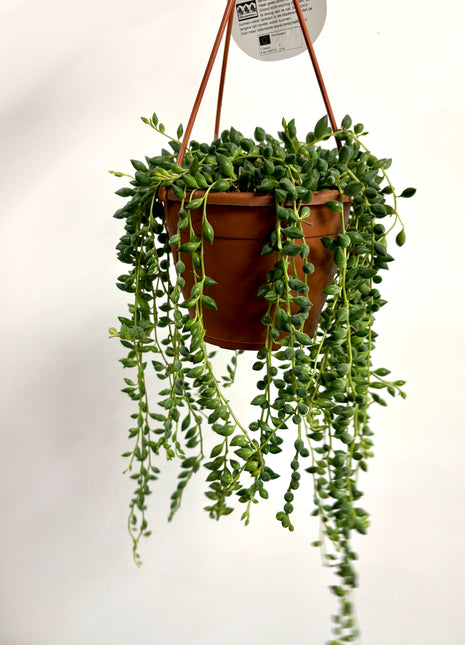 Senecio Herreianus/Tears