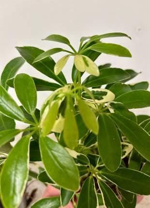 Schefflera Arboricola Luseana