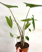 Alocasia Zebrina